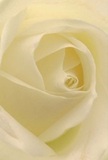 This evocative close-up draws you deep into the heart of a cream-white rose, as if you were nestled within its unfolding petals. The rose's spiral core, softly luminous and dusted with hints of ivory, radiates a calm light, while gentle shadows coil between each delicate fold, creating a quiet, inviting drama. The mood is peaceful, reminiscent of a gentle morning on Brook Green. Every petal feels almost weightless, as if touched by dew, while the rose's subtle, sweet fragrance lingers invisibly in the air-a hallmark of the skilled floristry found throughout Hammersmith. For moments needing grace and sincerity-be it a message of sympathy, a tribute of admiration, or a fresh start-this rose stands as a pure symbol of respect and new beginnings. In its intricate beauty, you sense not just the flower's natural artistry, but also the thought and heart that Hammersmith's local florists pour into every handcrafted bouquet for the neighbours they know so well.